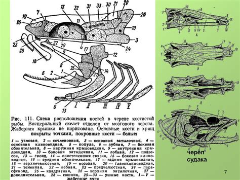 Класс костные рыбы - презентация онлайн