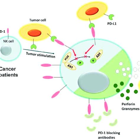 Pd 1 Pd L1 Blockade Increased Ifn γ Production And Cd107a Expression In Download Scientific