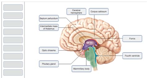 Anatomy Final Chapter 12 Flashcards Quizlet