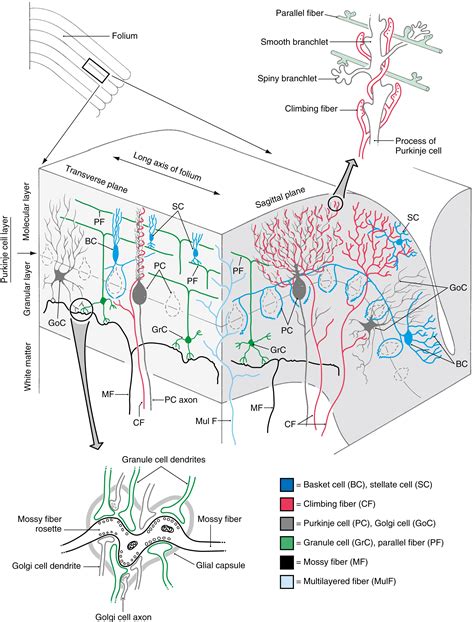 The Cerebellum Clinical Tree