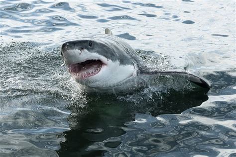 10 791 Photos De Requin Blanc Photos De Stock Gratuites Et Libres De