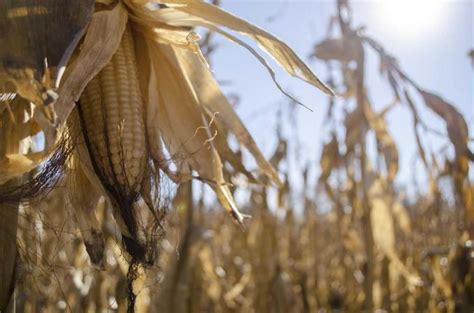 Plagas Las Buenas Prácticas Agrícolas Ayudan Al Manejo De La