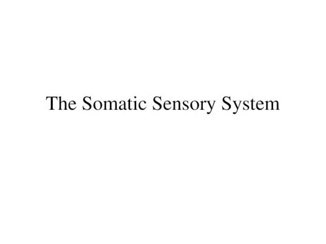 Ppt The Somatic Sensory System Dokumen Tips