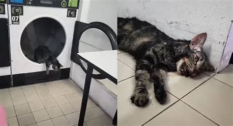 Kucing Betina Cedera Selepas Termasuk Dalam Mesin Pengering Pakaian