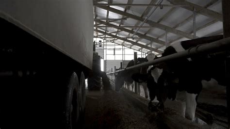 Premium Photo Tractor With Trailer Distributes Fodders To Cows At A