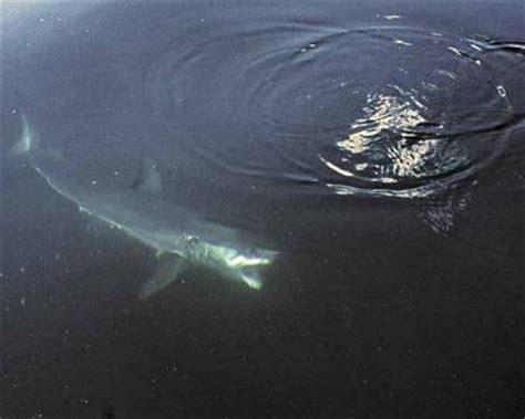 Spinner Shark – "OCEAN TREASURES" Memorial Library