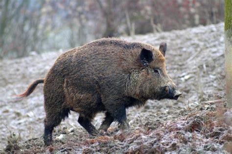 Lenpa Diffida Il Sindaco Di Fiuggi Stop All Ordinanza Per L