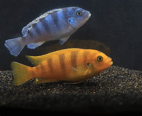 Kenyi Cichlid Pseudotropheus Lombardoi Imperial Tropicals