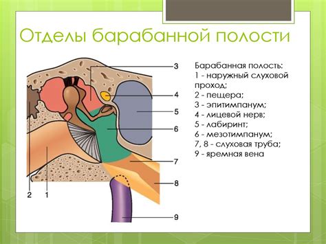 Анатомия и физиология наружного, среднего и внутреннего уха - online ...