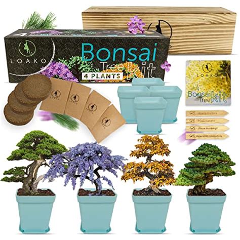 10 Best Bonsai Tree Seed Kits 2024 Prime Big Deal Days 48 Hours