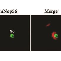 Nop56 Expression In Trypanosomatids And Subcellular Localization In L