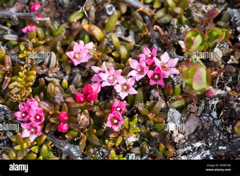 Echte Alpenazalee Fotograf As E Im Genes De Alta Resoluci N Alamy