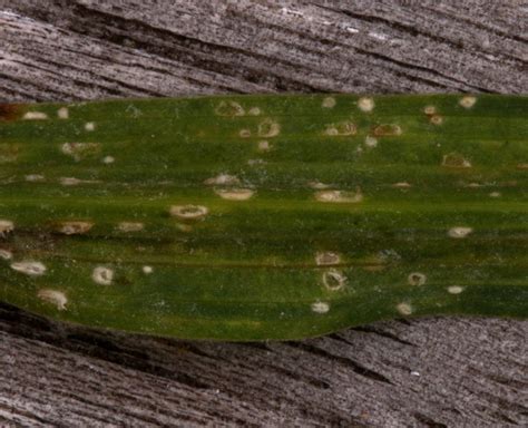 Albugo Tragopogonis Waarnemingen Be