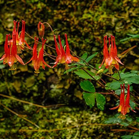 Wisconsin Native Plants List: 18 Beautiful Flowers For Gardening