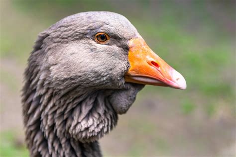 Toulouse Geese Toulouse For Sale Goose Breeds