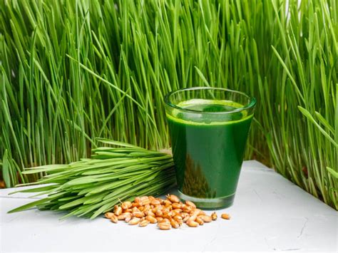 Wheatgrass Superfood Yang Memiliki Beragam Manfaat Untuk Kesehatan