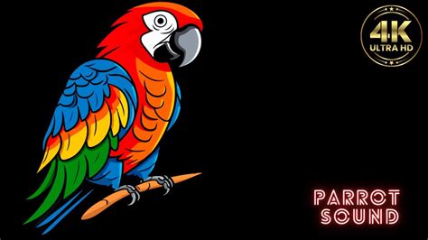 Parrots Sound Parrot Sounds Parrot Sound Effect Parrot Sounds For