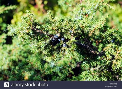 Cones Of Juniperus Communis Hi Res Stock Photography And Images Alamy