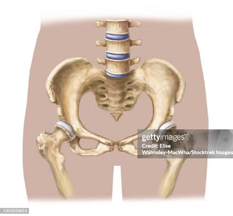 Pubic Symphysis High Res Illustrations Getty Images