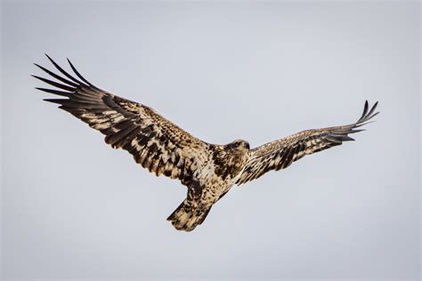 Flying Off Empty Clawed Great Bird Pics