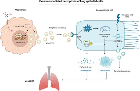 Exosomemediated Intracellular Interaction Evokes Pulmonary Epithelial