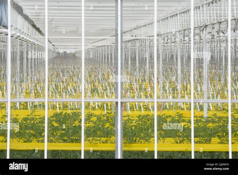 Thanet Earth tomatoes growing inside industrial glasshouses, Thanet ...