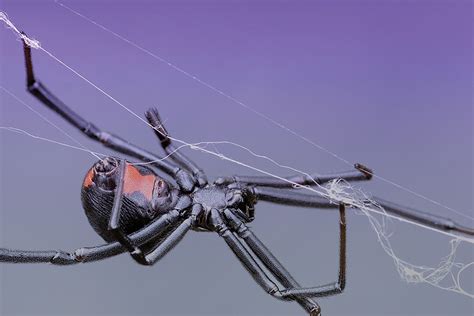 Researchers Discover Spiders Steel Strength Silk Webs