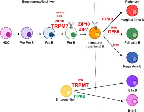 Beyond The Crac Diversification Of Ion Signaling In B Cells Mahtani