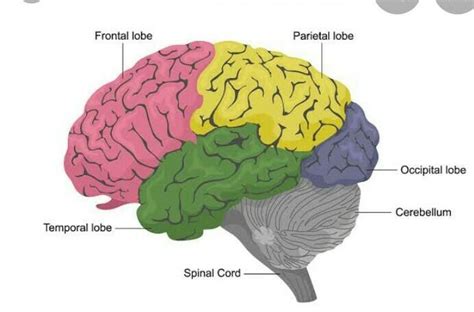 the brain game.pa answer po - Brainly.ph