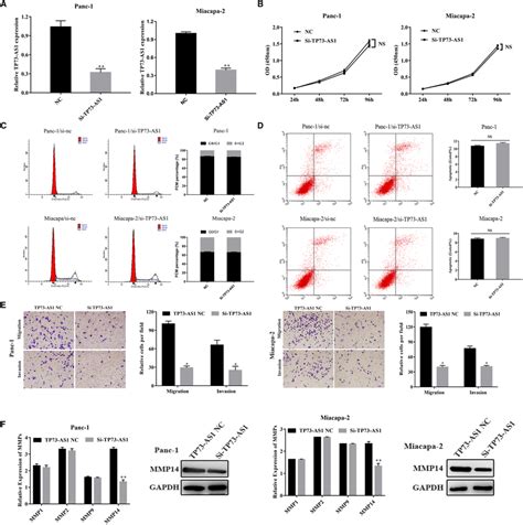 Down‐regulation Of Tp73‐as1 Inhibited The Migration And Invasion Of Pc