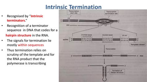 Bacterial RNA Polymerase Termination Intrinsic And Rho Dependent