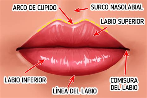 Qué tipos de labios hay y cómo hacerlos lucir apetitosos Genial