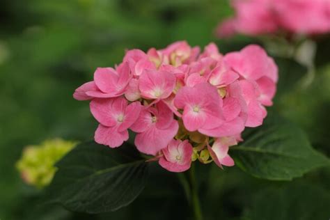 Hortensia Macrophylla Hortensia Rosa De Hojas Grandes Primer Plano Con