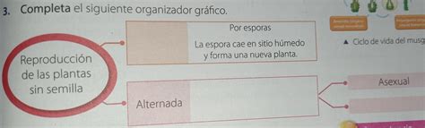 Completa El Siguiente Organizador Gr Fico Brainly Lat