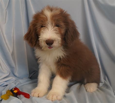Bearded Collie (Beardie) Puppies For Sale