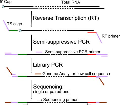 Template Switching Reverse Transcription