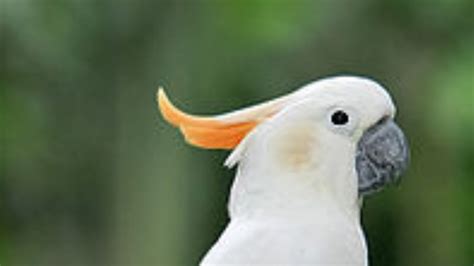 Citron Cockatoo breeding/re-integration program - a crowdfunding project in Holyhead by Richard