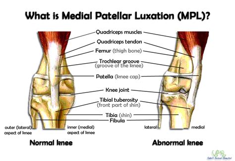 Bone Joints Medial Patellar Luxation