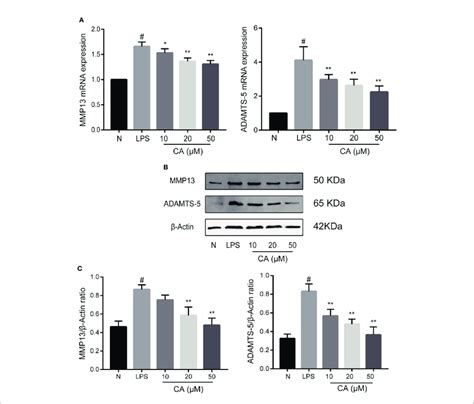 Effect Of Cinnamic Aldehyde CA On Lipopolysaccharide LPS Induced