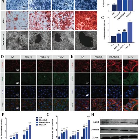 Compatibility Of Biofunctionalized Scaffolds For In Vitro Raw