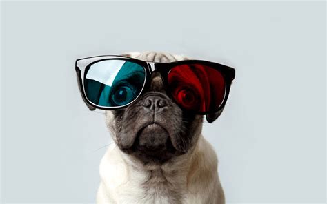 Pug Spring Wallpaper - WallpaperSafari