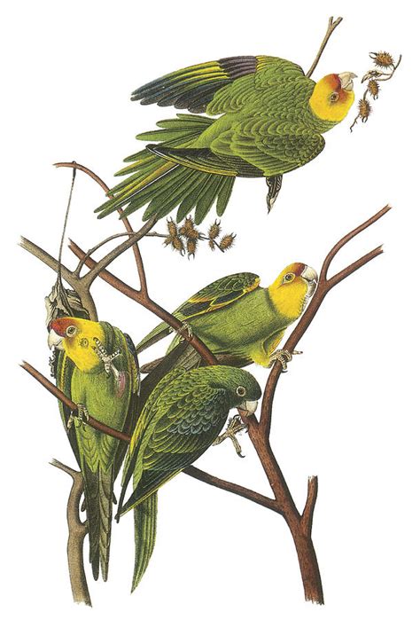 Carolina Parakeet Painting By John James Audubon Fine Art America