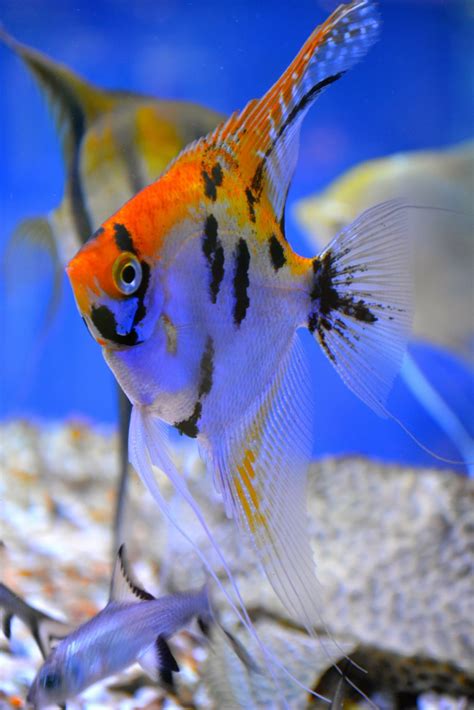 Tropical Fish Gallery – Viking Aquatics