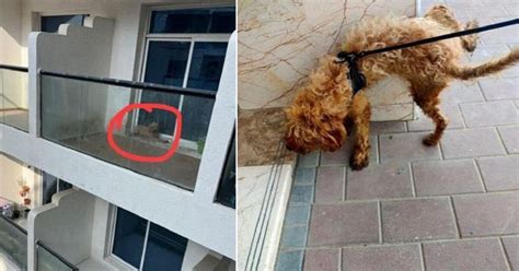 Gruppo Facebook A Dubai Salva Il Cane Abbandonato Sul Balcone