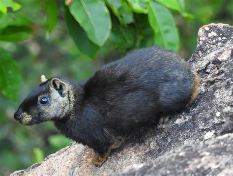 Serra da Capivara no Piauí abriga roedor coloração diferente