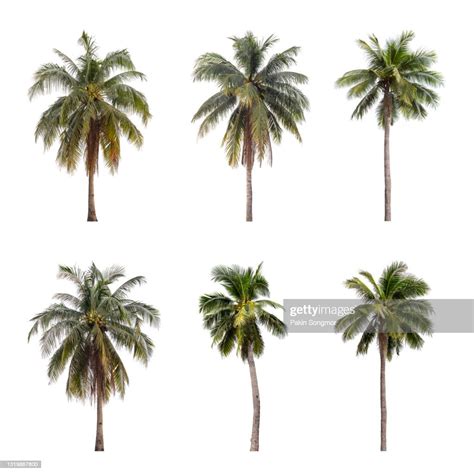 Collections Coconut Palm Tree Isolated On White Background High Res