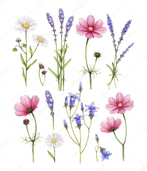 Wild Flowers Collection Watercolor Illustrations Stock Photo Image