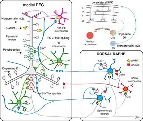 Serotonin Interac1ons In The Mature Brain Between The Dorsal Raphe And Download Scientific