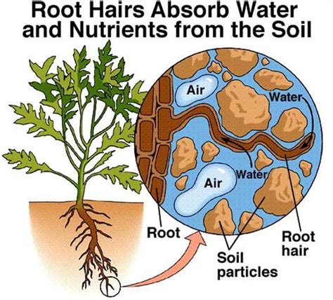 Capillary Action In Plants Diagram