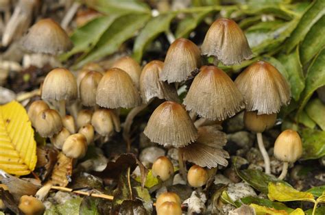 Paddenstoelen Voor Beginners Ivn